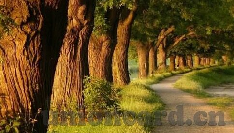 大象传媒dxdztop回家-回家的路，大象传媒Dxdztop的温暖旅程